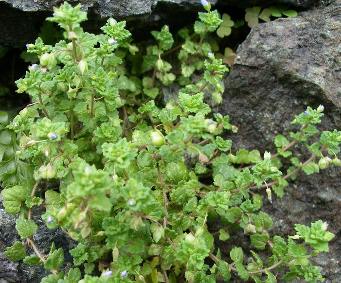 piantina a fiorellini celesti - Veronica cfr. polita